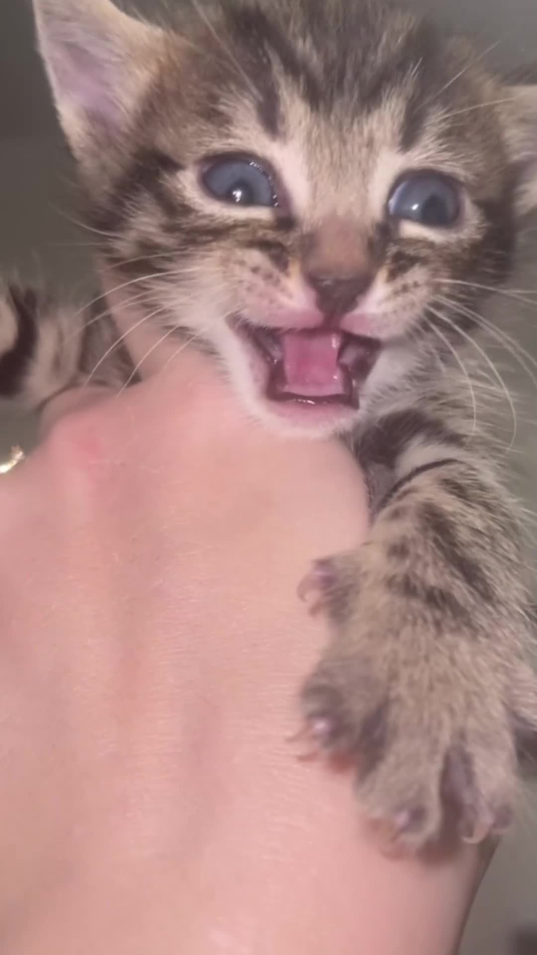 Bengal cats for sale: Beautiful Bengal kittens blue eyes - Video 2