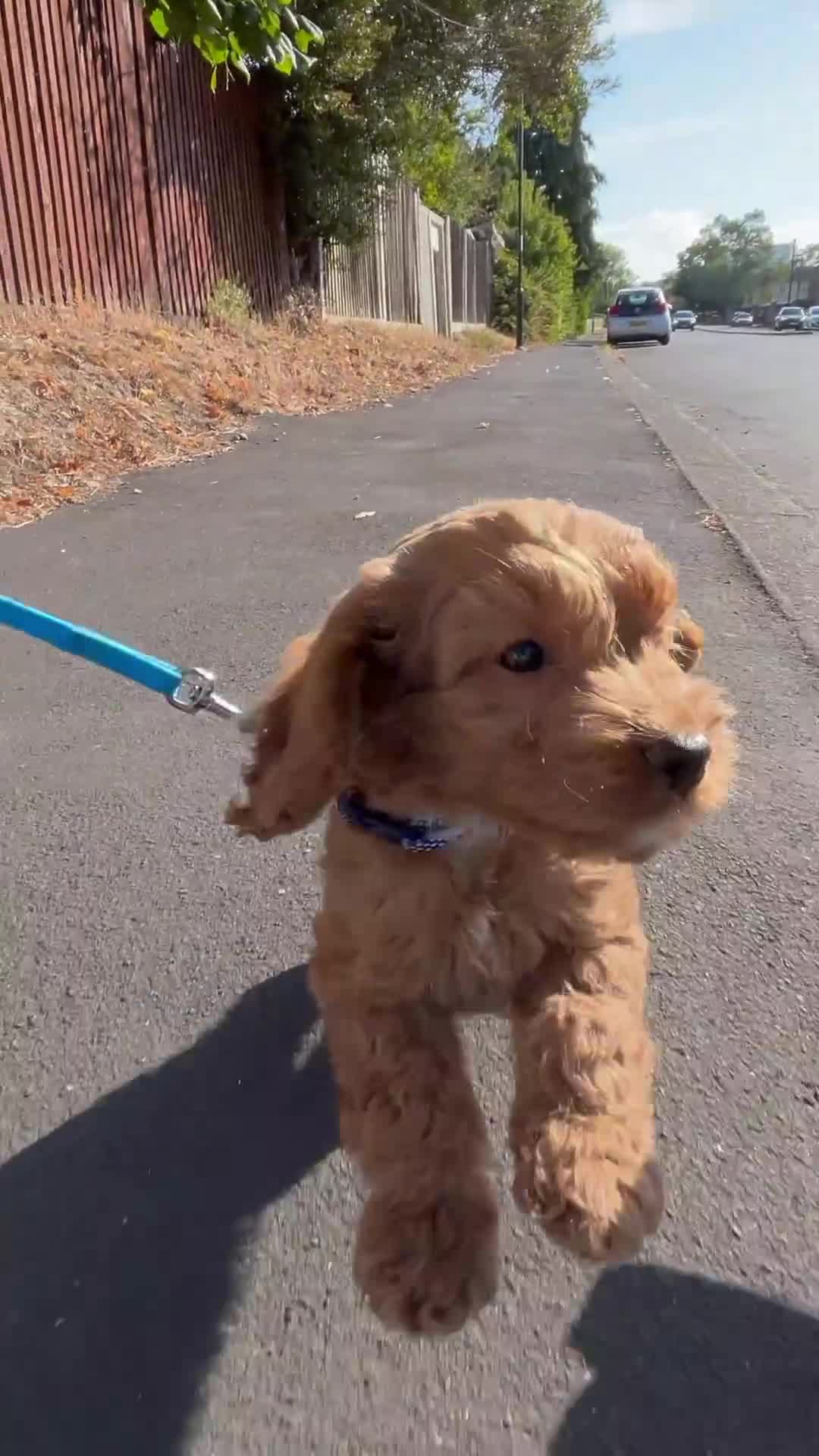 Cockapoo dogs for sale: 12 Weeks old male cockapoo  - Video 1