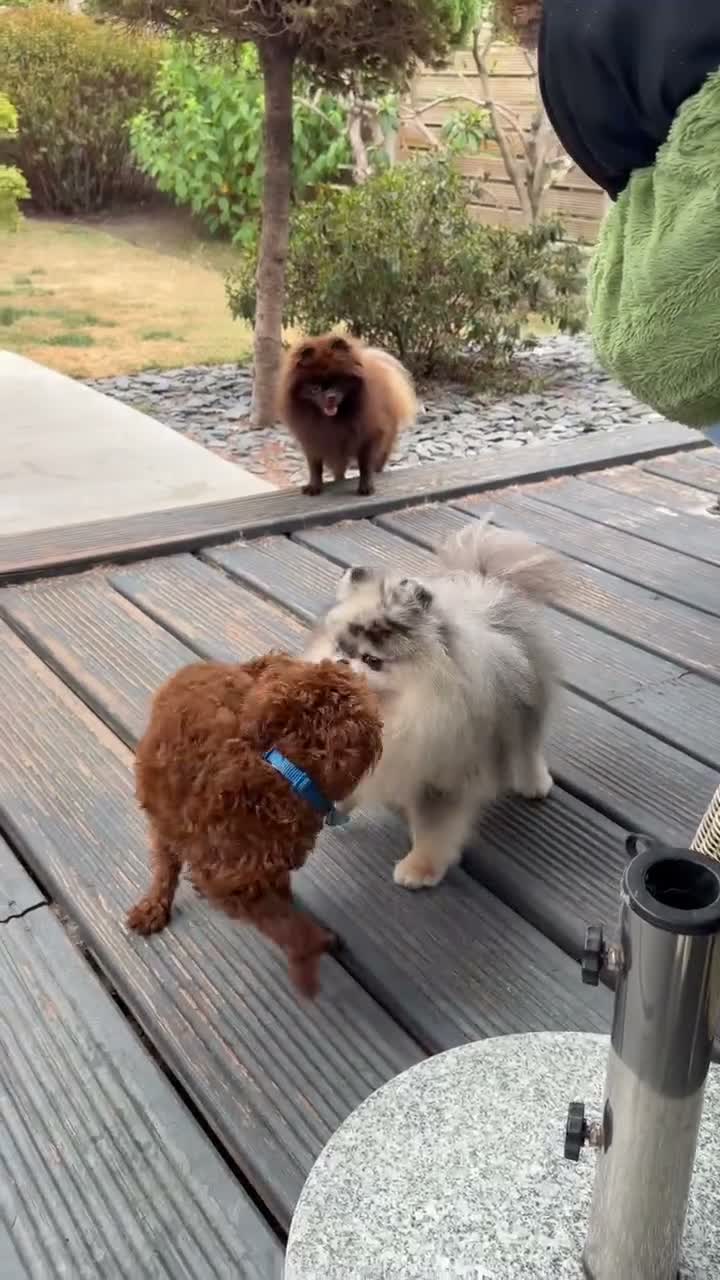 Pomeranian dogs for stud: Proper teddy type merle tan stud  - Video 2