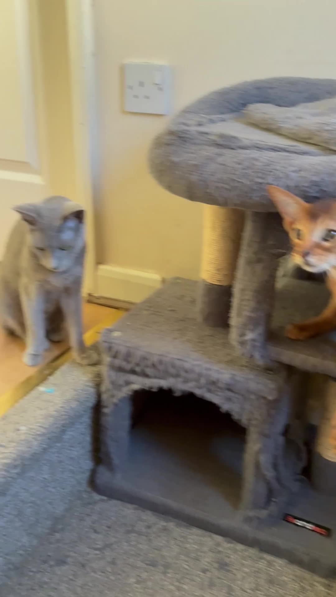 Abyssinian cats for sale: TICA 5* pedigree Abyssinian Kittens  - Video 1