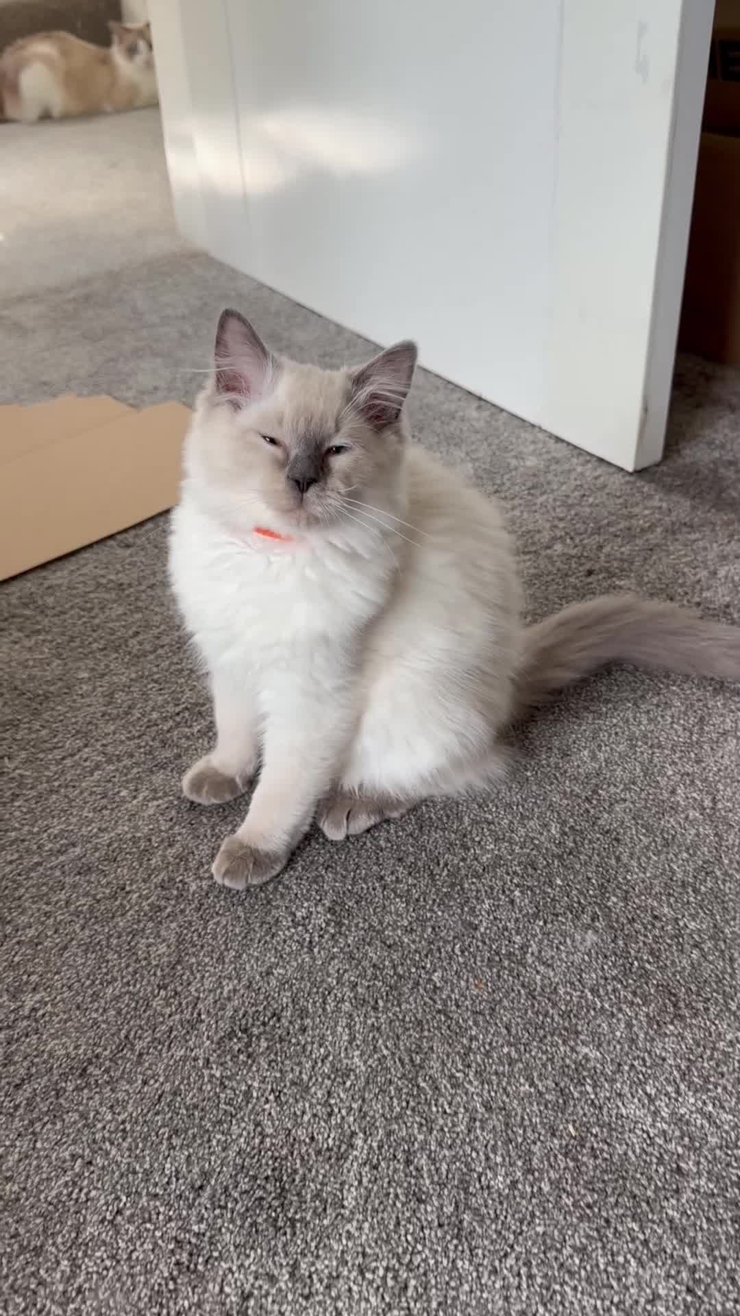 Ragdoll cats for sale: 🩷1 gorgeous bluepoint ragdoll girl left!!🩷 - Video 1