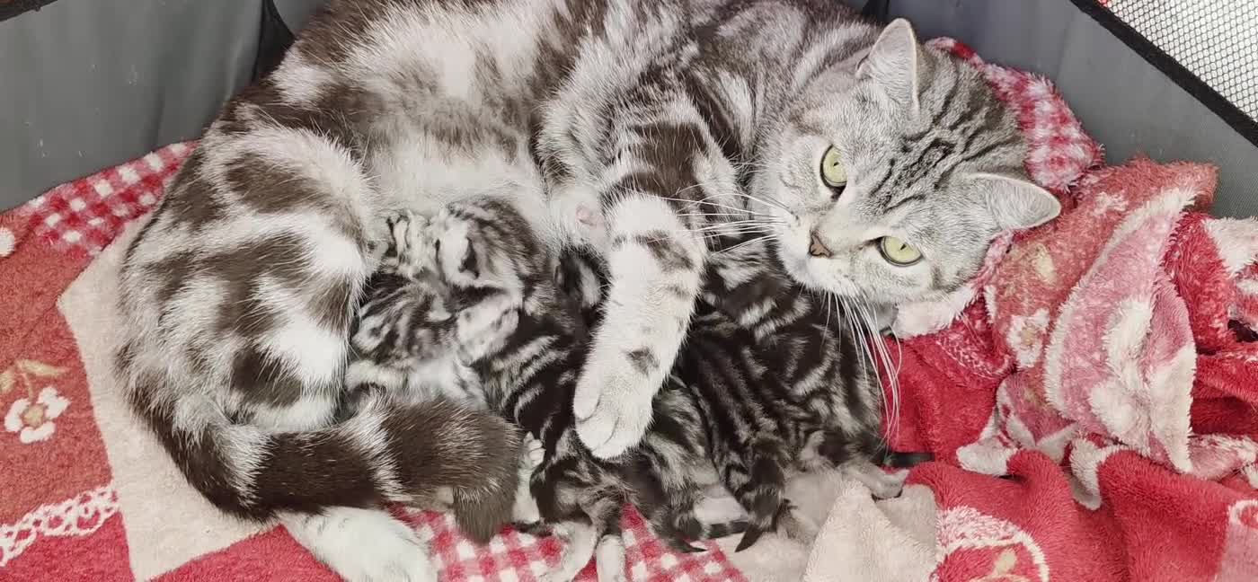 British Shorthair cats for sale: Imperial quality Silver Tabby kittens  - Video 1