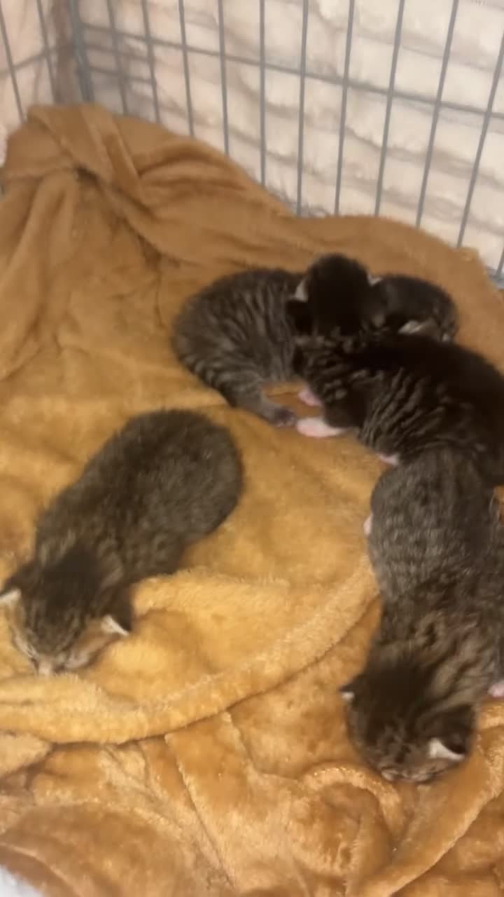 Mixed Breed cats for sale: 4 tabby kittens  in Leeds - Video 4