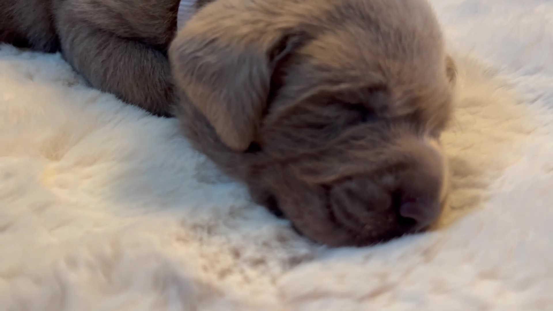 Labrador Retriever dogs for sale:  KC Silver Labrador Retriever ❤️1 girl available  - Video 2
