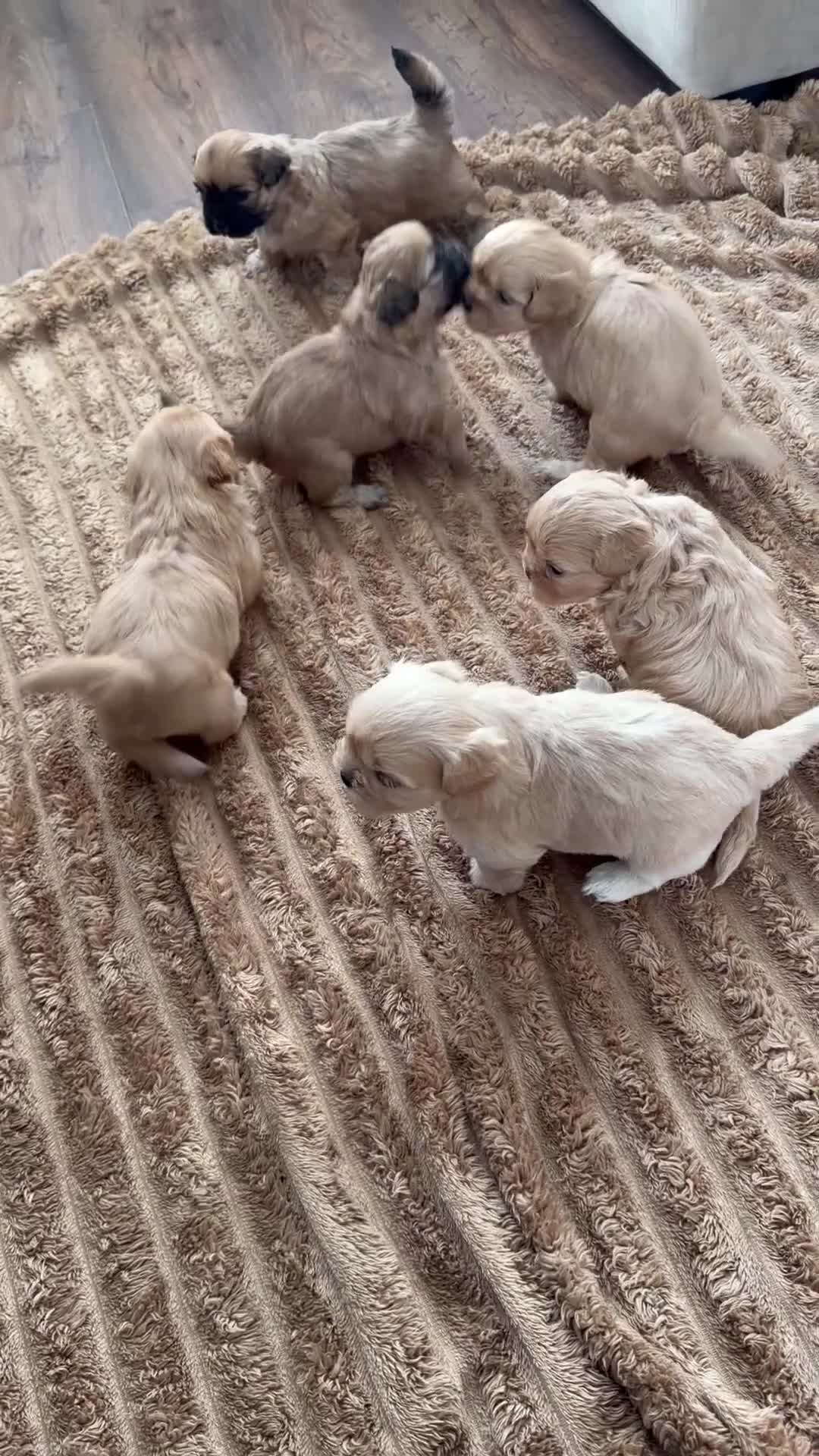 Shih Tzu dogs for sale: Shihtzu puppies - Video 1