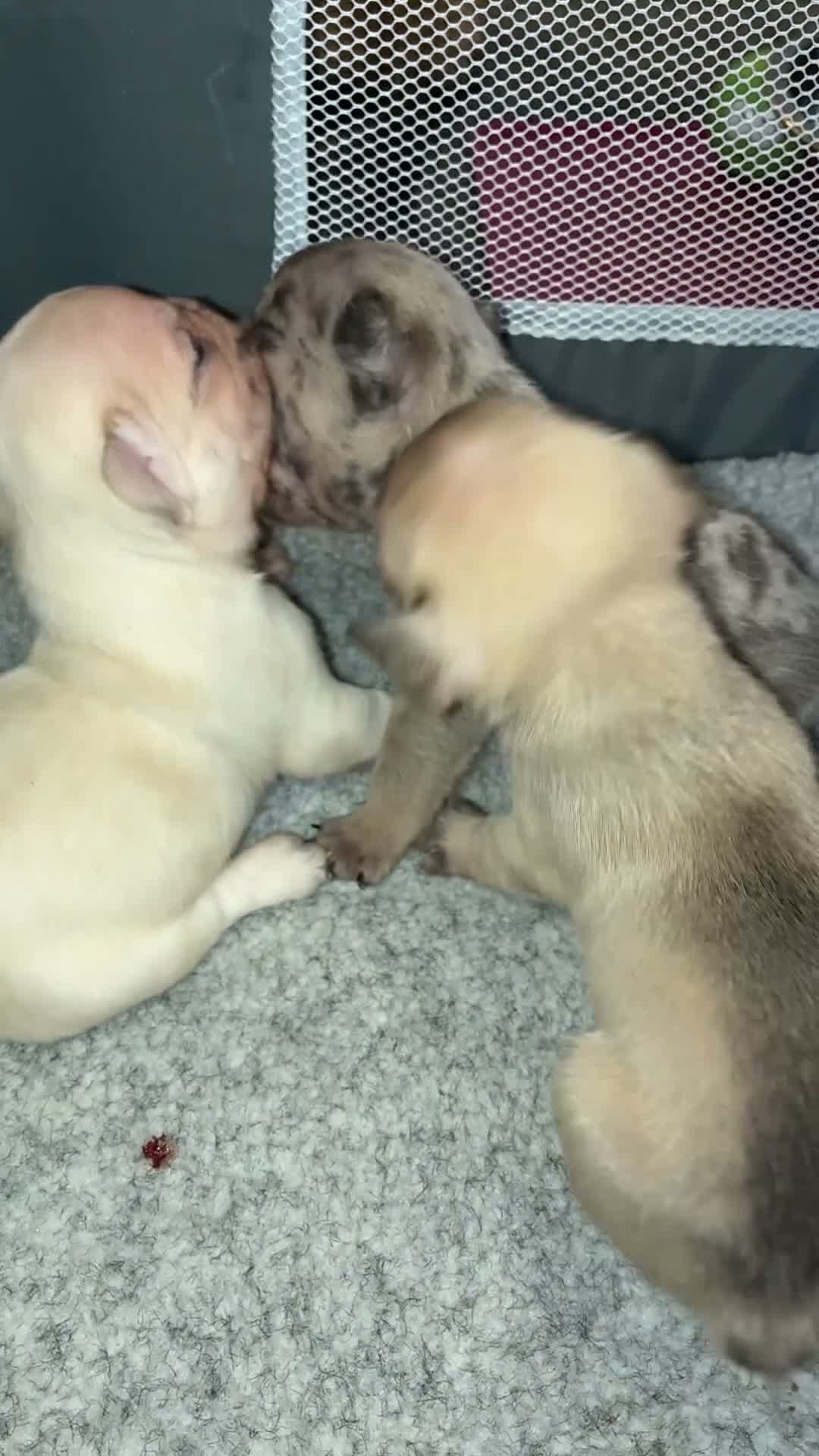 French Bulldog dogs for sale: ✨ STUNNING MERLE FRENCHIES | 5 BOYS & 1 GIRL 🫶🏻 in Derby - Video 2