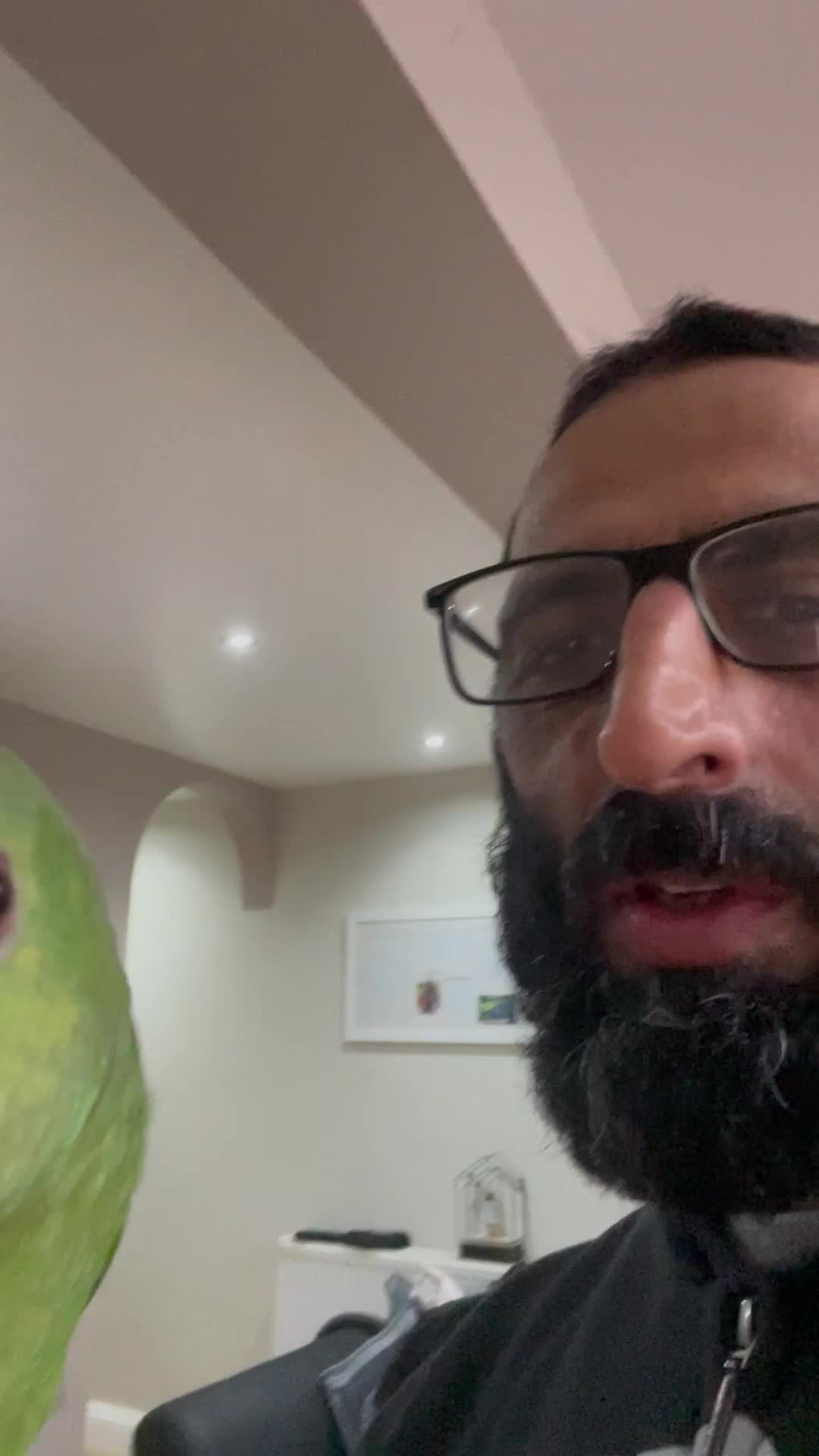 Parrots birds for sale: DYH double yellow headed Amazon parrots - Video 1