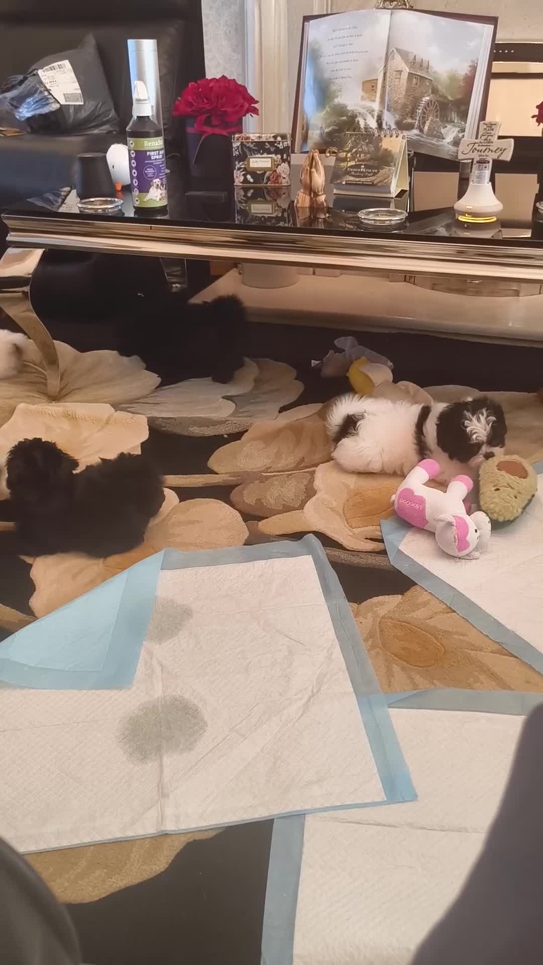 Shih Tzu dogs for sale: Shih tzus puppy's for sale  - Video 1