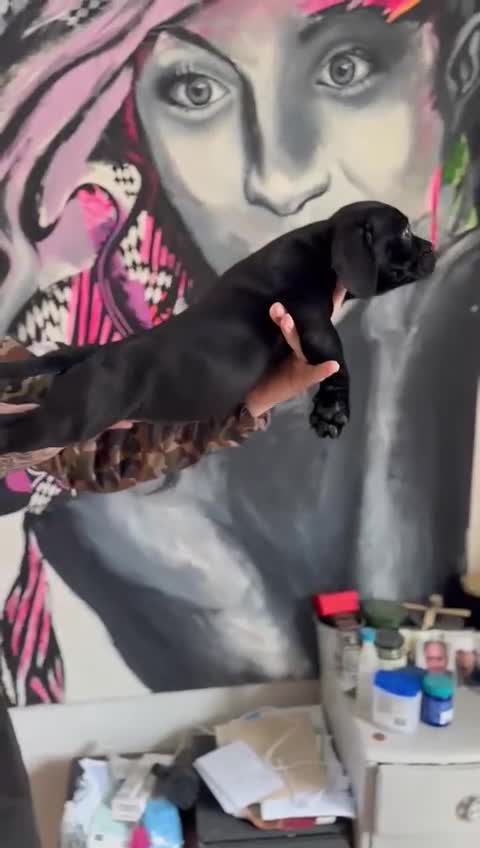 Staffordshire Bull Terrier dogs for sale: Litter - Video 1