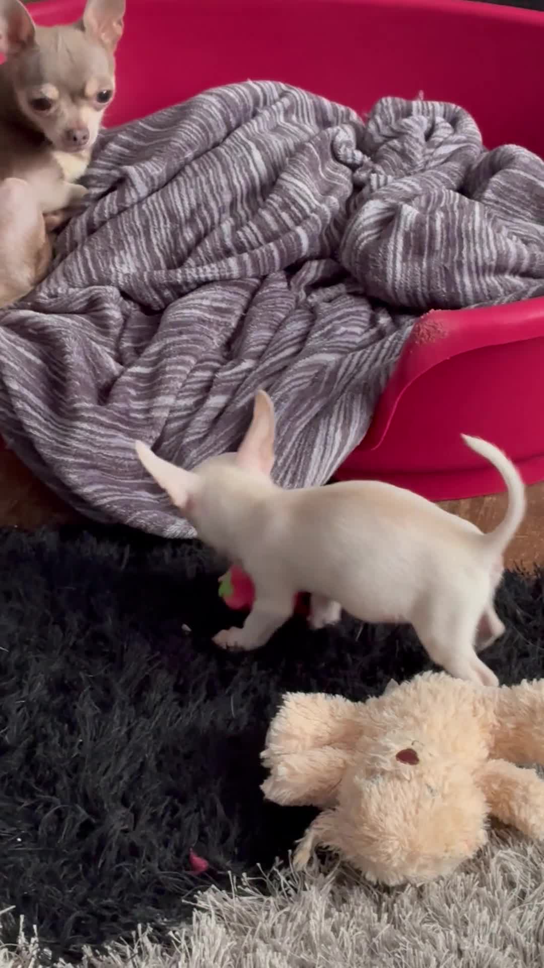 Chihuahua dogs for sale: Girl chihuahua puppy for sale - Video 1