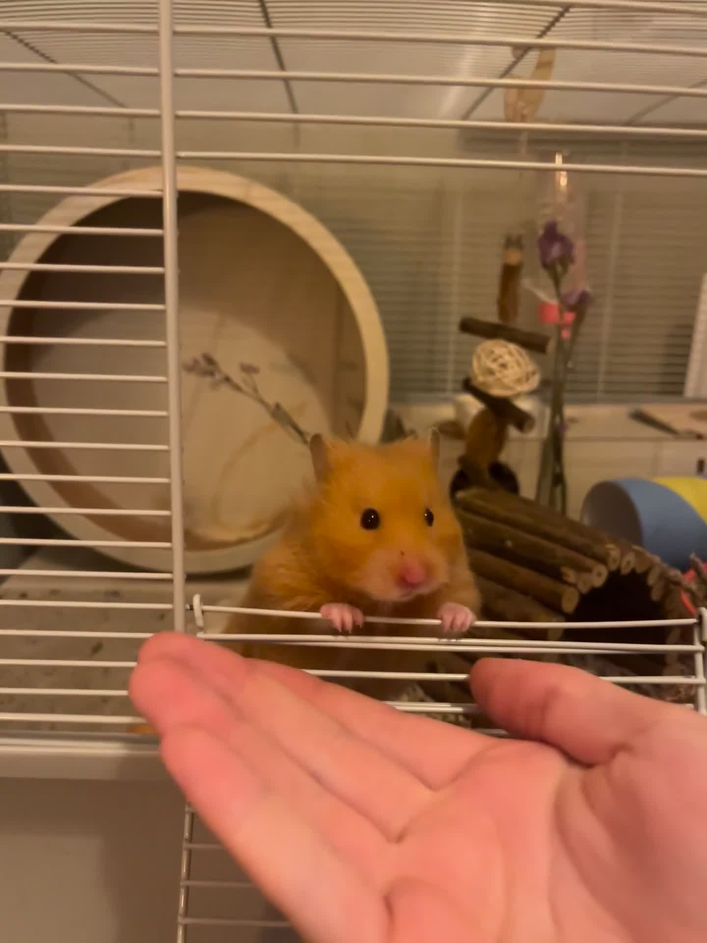 Hamster rodents for sale: female hamster pongo  - Video 1