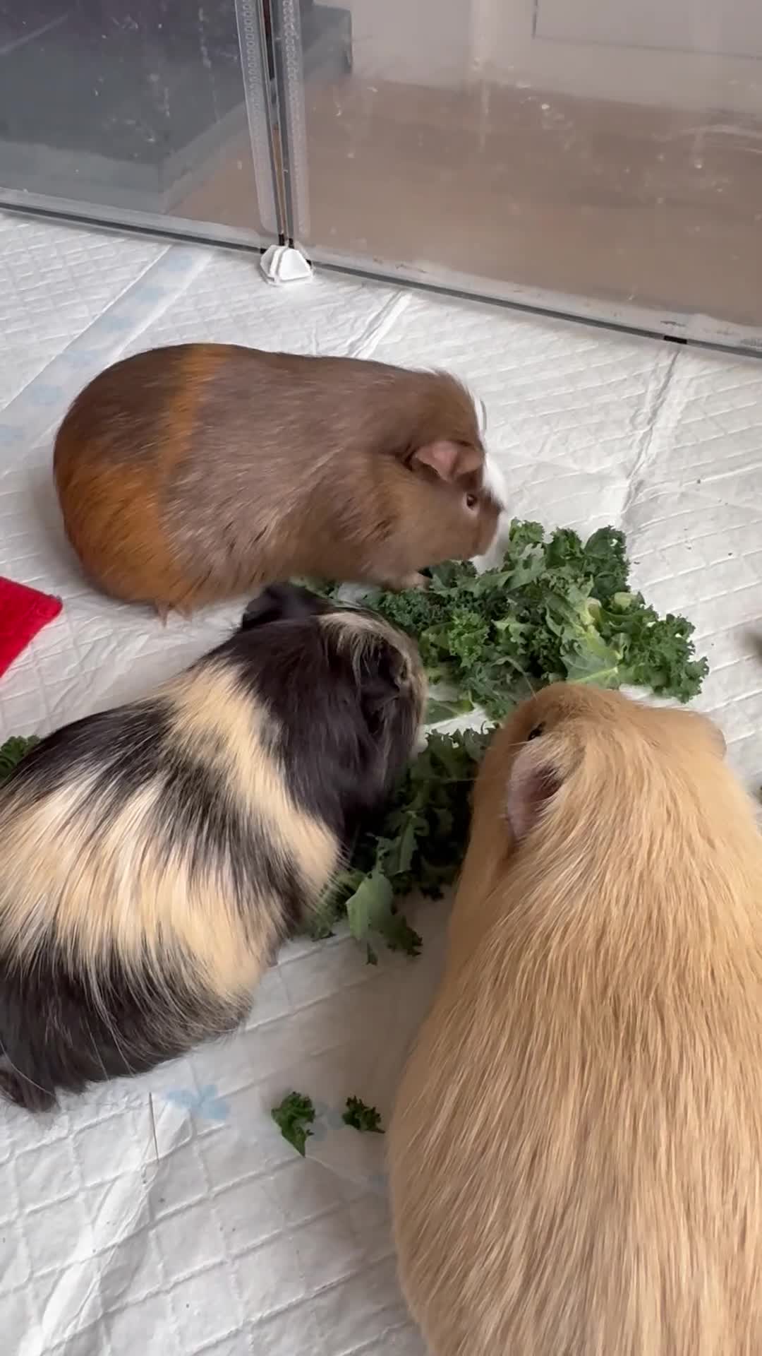 Guinea Pig rodents for sale: Percy Quincy Barry & Ray in Sale - Video 1