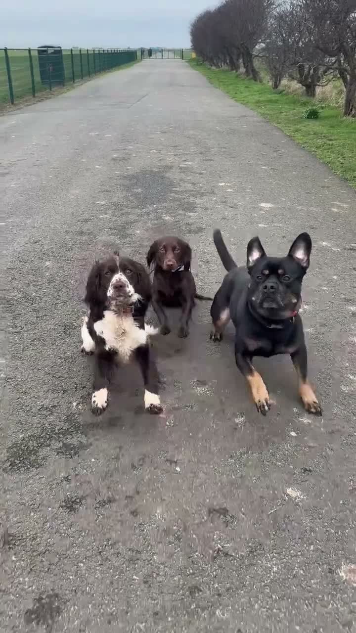 Mixed Breed dogs for sale: Reggie in Blackpool - Video 3