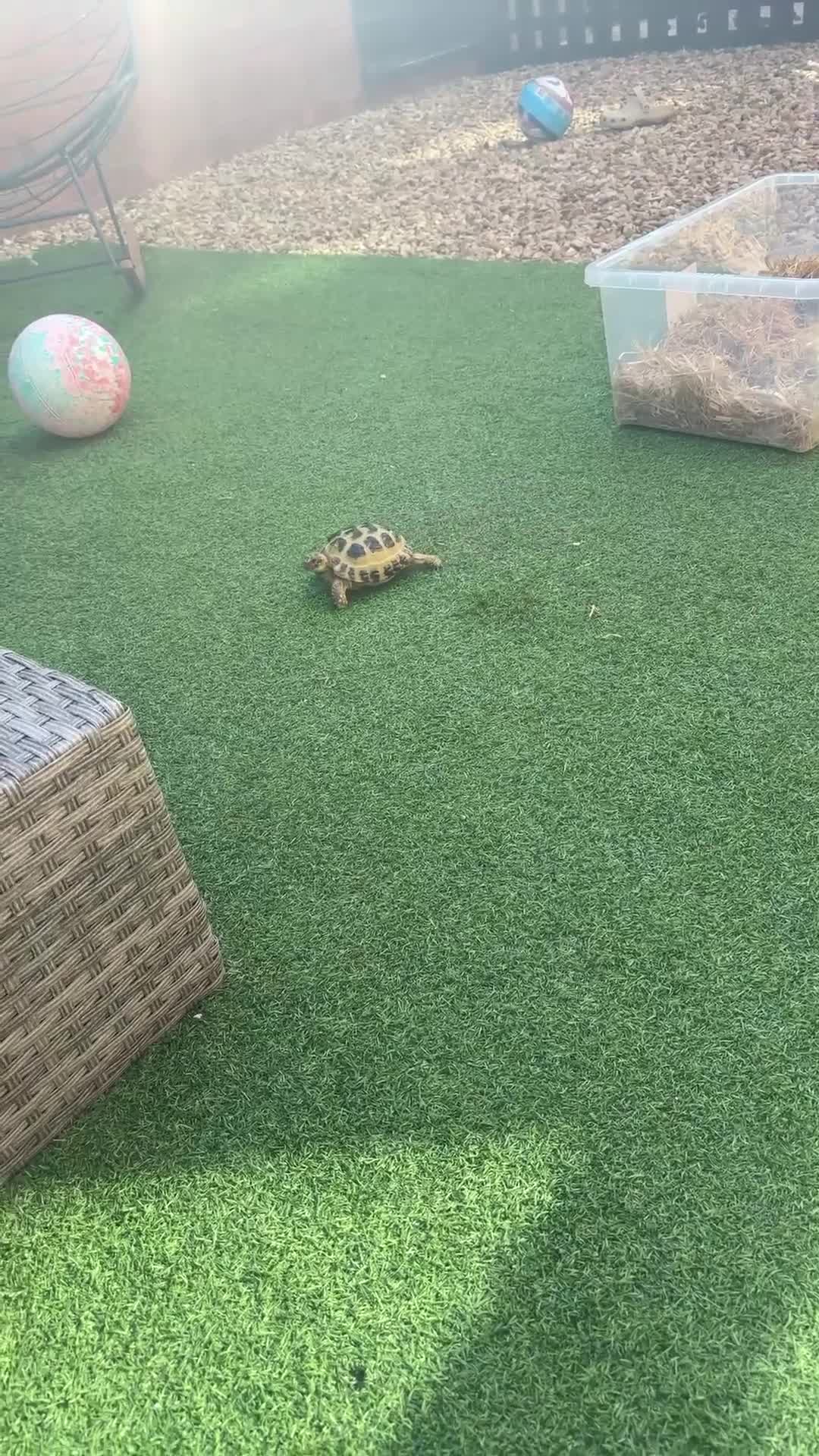 Tortoise reptiles for sale: 7 year old male horsfield - Video 1