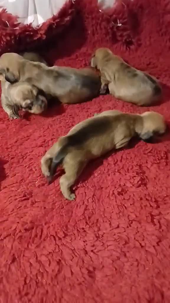 Dachshund dogs for sale: Stunning Litter of dachshund Puppies - Video 1