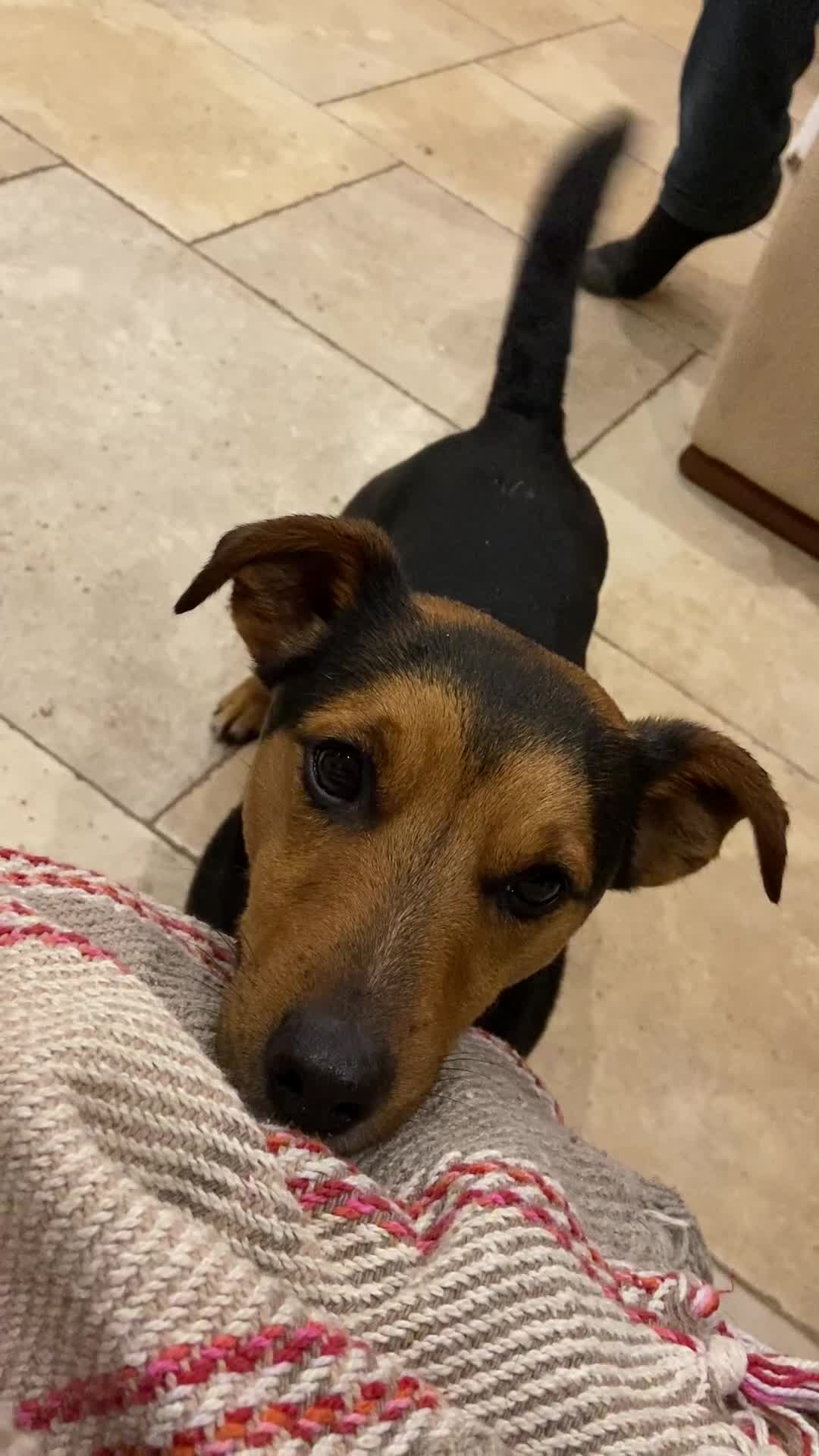 Jack Russell dogs for stud: Jack Russel for Stud Black and Tan - Video 1