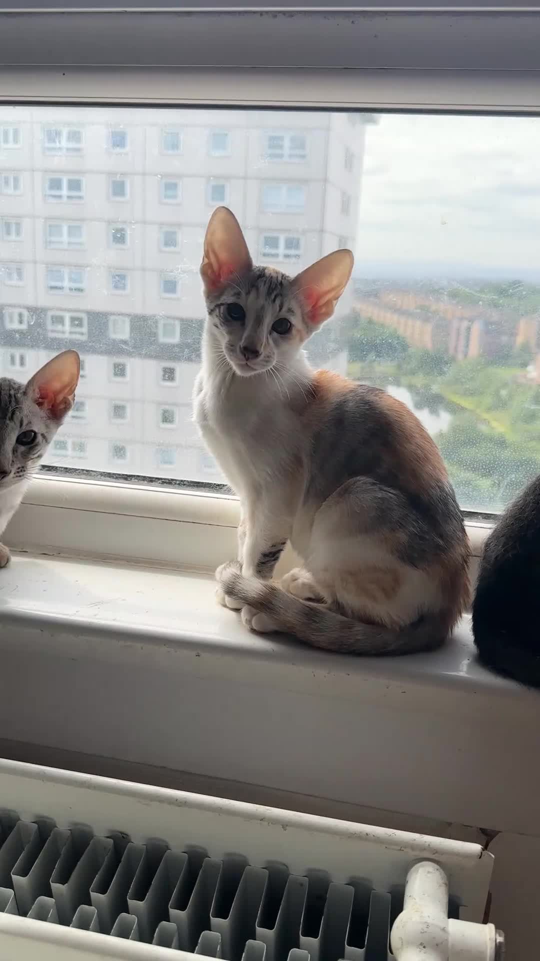 Mixed Breed cats for sale: CROSSED PETERBALD ✅✅✅ - Video 2