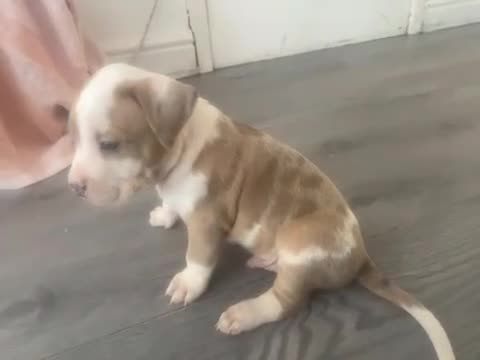 Mixed Breed dogs for sale: Super adorable puppies  - Video 5