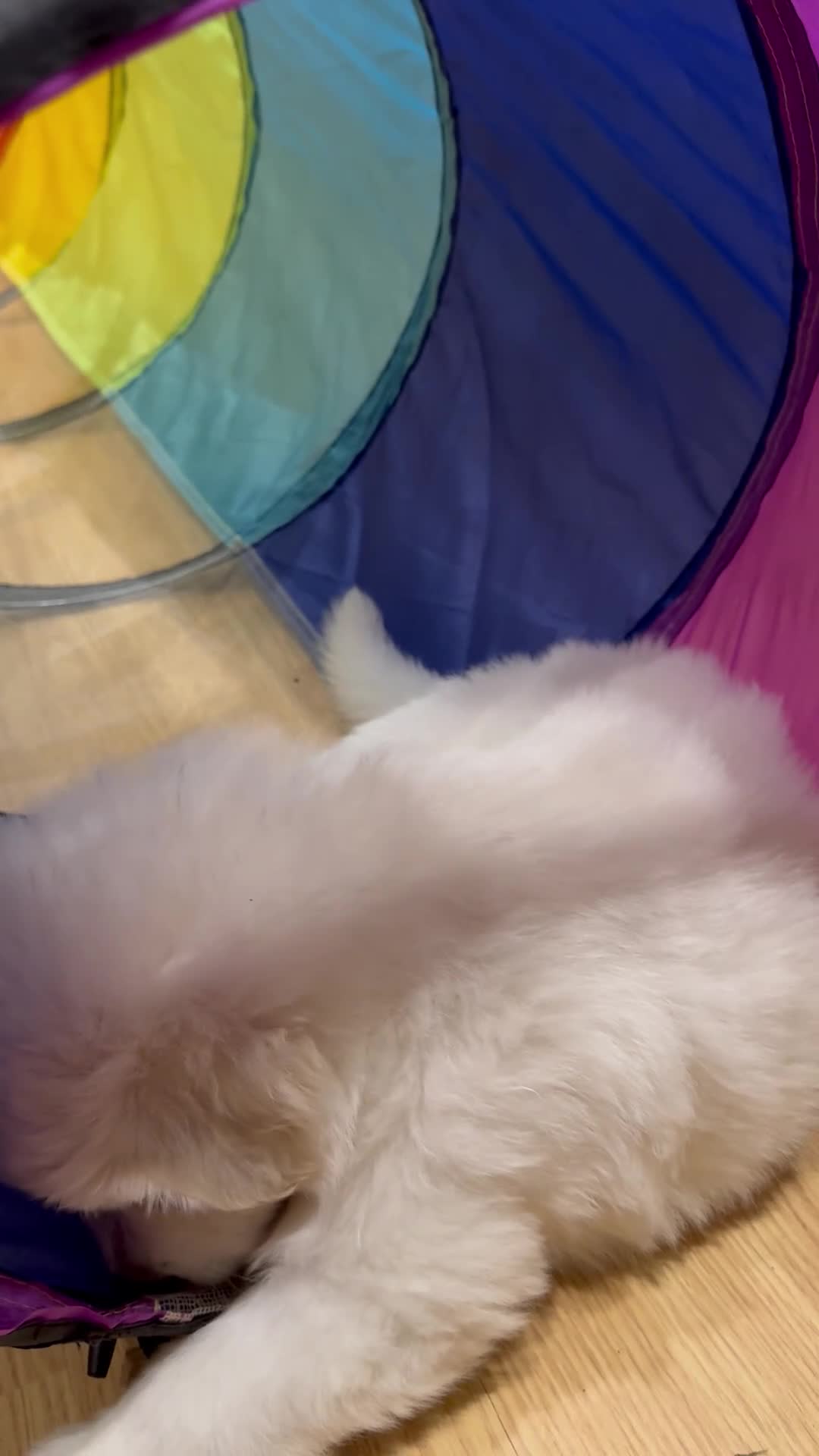 White Swiss Shepherd dogs for sale: Beautiful white Swiss shepherd  - Video 2