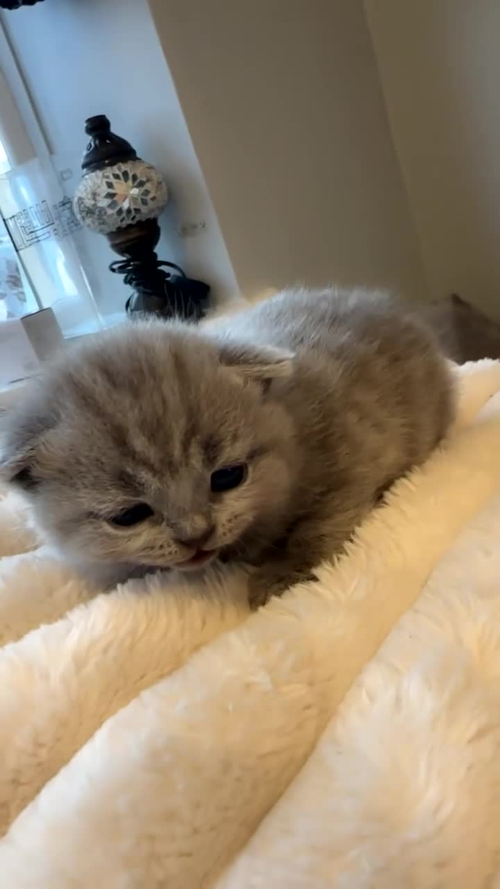 British Shorthair cats for sale: 3 beautiful British blue kitten - Video 2