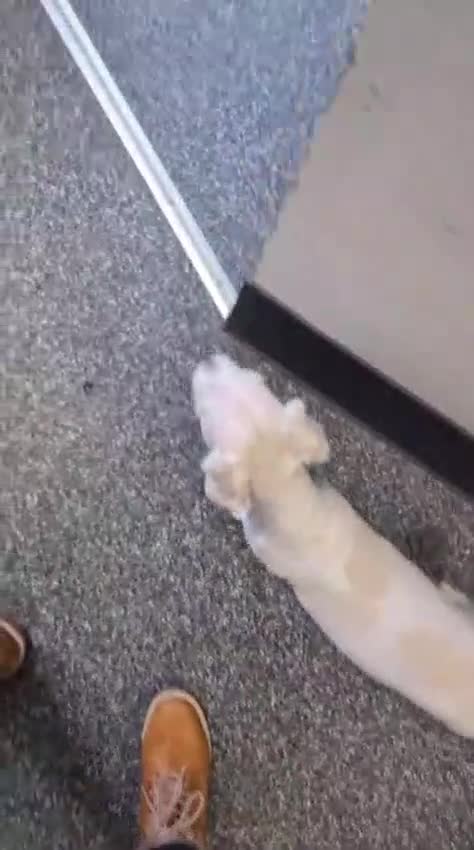 Mixed Breed dogs for adoption: Jason - Video 1