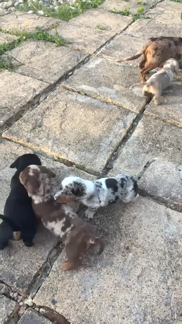 Miniature Dachshund dogs for sale: Miniature dachshunds for sale - Video 1