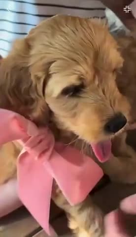 Double Doodle dogs for sale: Last double doodle puppy looking for her home - Video 1