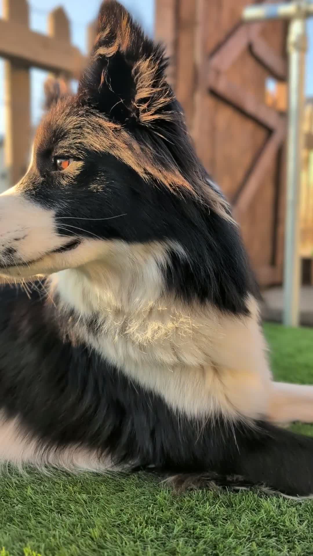 Border Collie dogs for stud: Looking for a stud for February  - Video 1