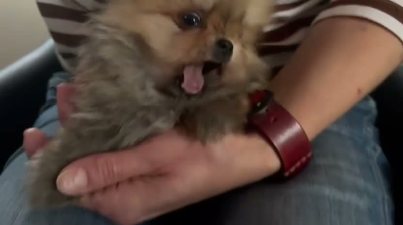 Pomeranian dogs for sale: SUPER TINY MINI POMERANIANS RKC - Video 1