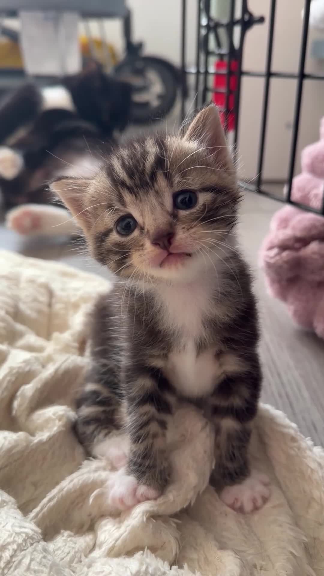 Mixed Breed cats for sale: Kittens for sale  - Video 2