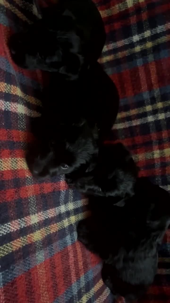 Scottish Terrier dogs for sale: Beautiful Scottie’s  - Video 1