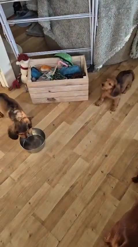 Dachshund dogs for sale: 1 BOY LEFT KC Registered Longhair Dachshund Puppy - Video 2