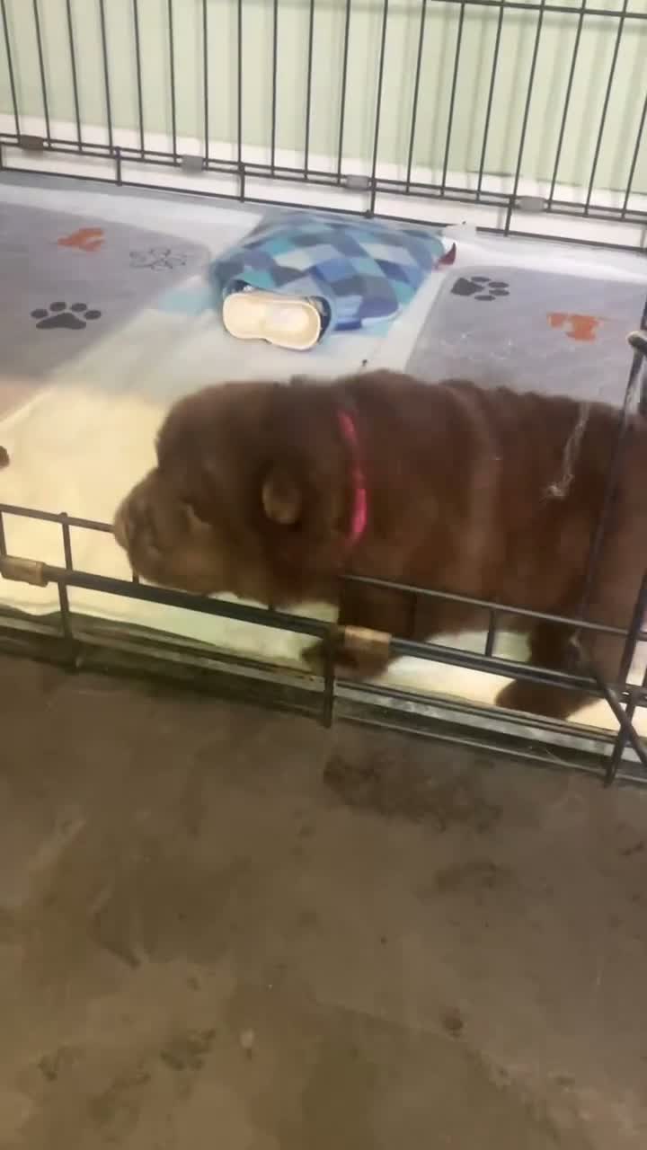Chow Chow dogs for sale: ❤️🐾STUNNING CHOW CHOW PUPPIES  - Video 1
