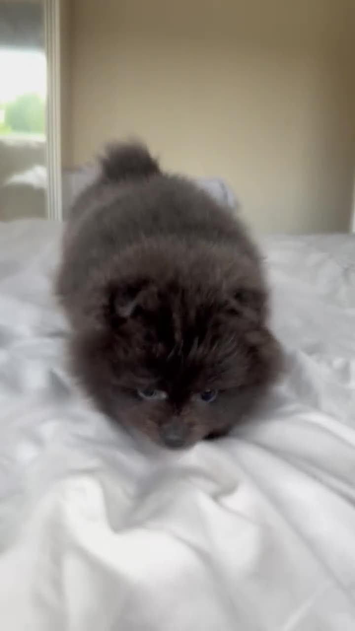 Pomeranian dogs for sale: Gorgeous lilac pomeranian girl. - Video 3