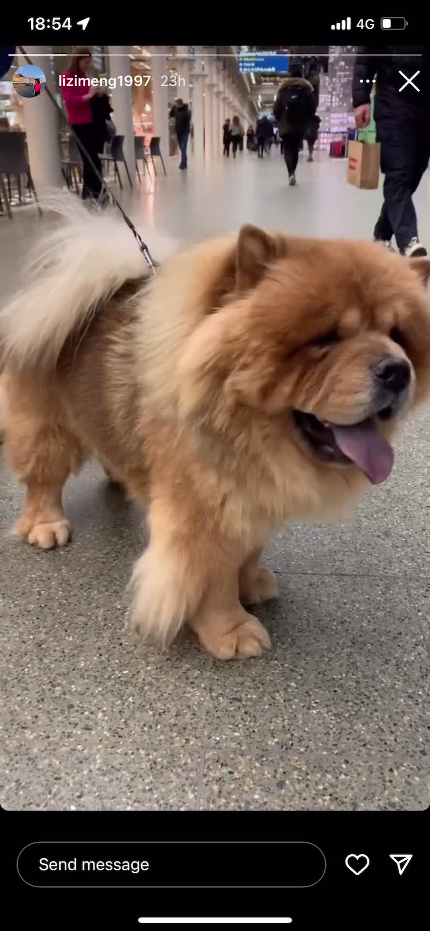 Chow Chow dogs for sale: Male chow chow  in Wellingborough - Video 1