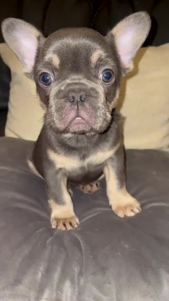 French Bulldog dogs for sale: French bulldog boy - Video 1