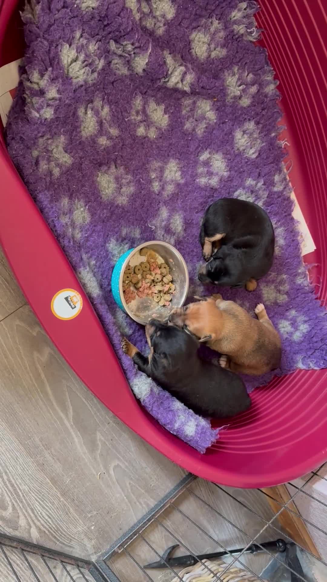 Jack Russell dogs for sale: Beautiful small bred Jack Russell puppies  - Video 5