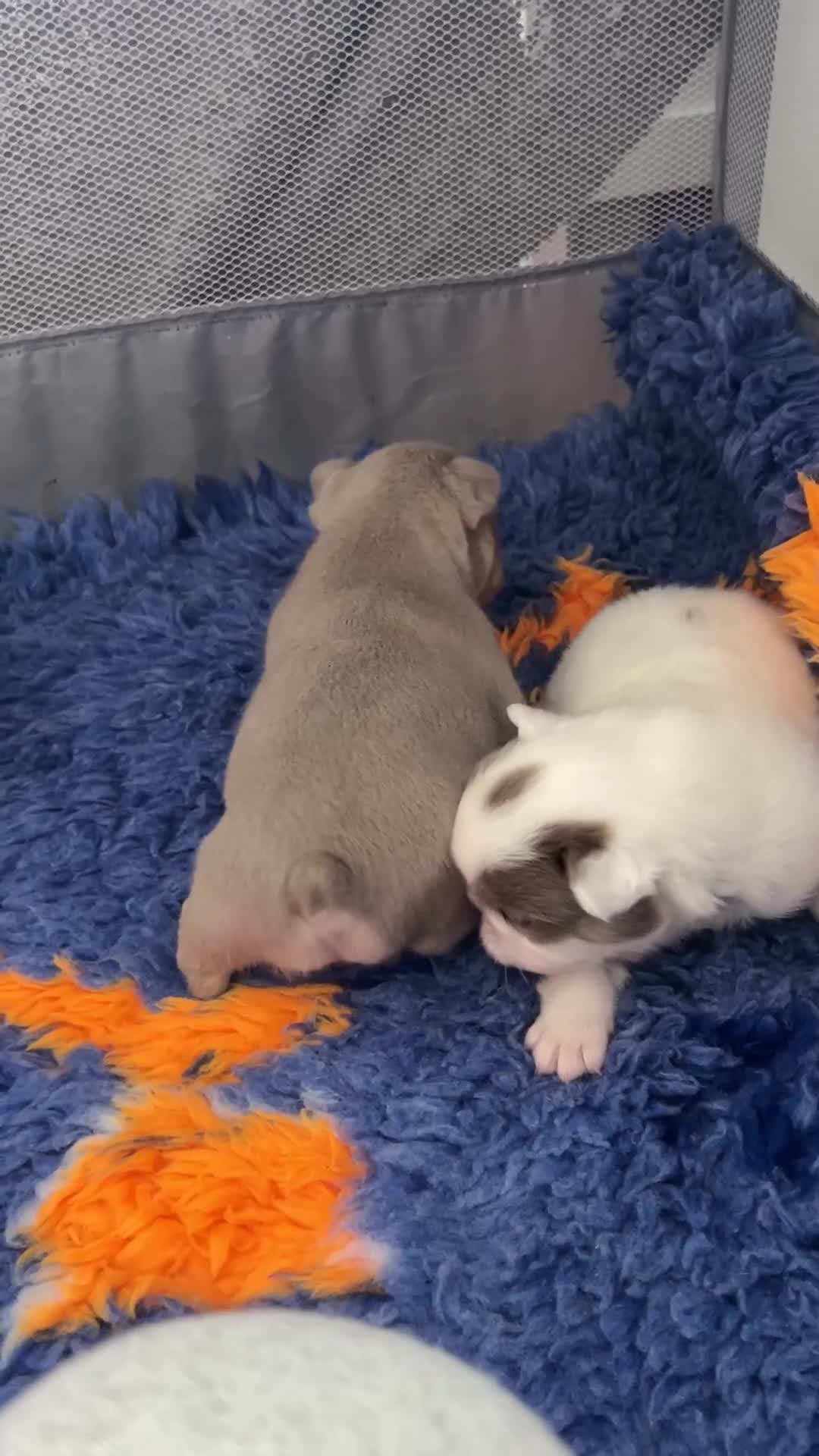 French Bulldog dogs for sale: New shade fluffy French bulldog  - Video 1