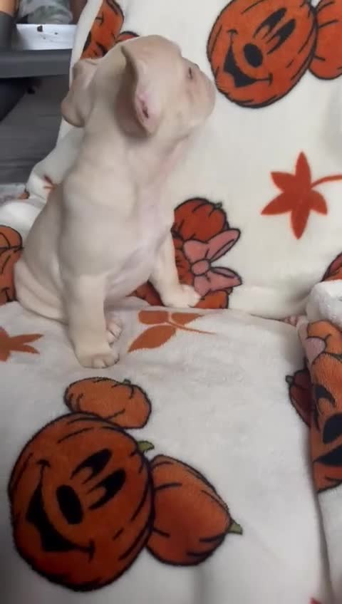 French Bulldog dogs for sale: TOP QUALITY FRENCH BULLDOGS  - Video 1