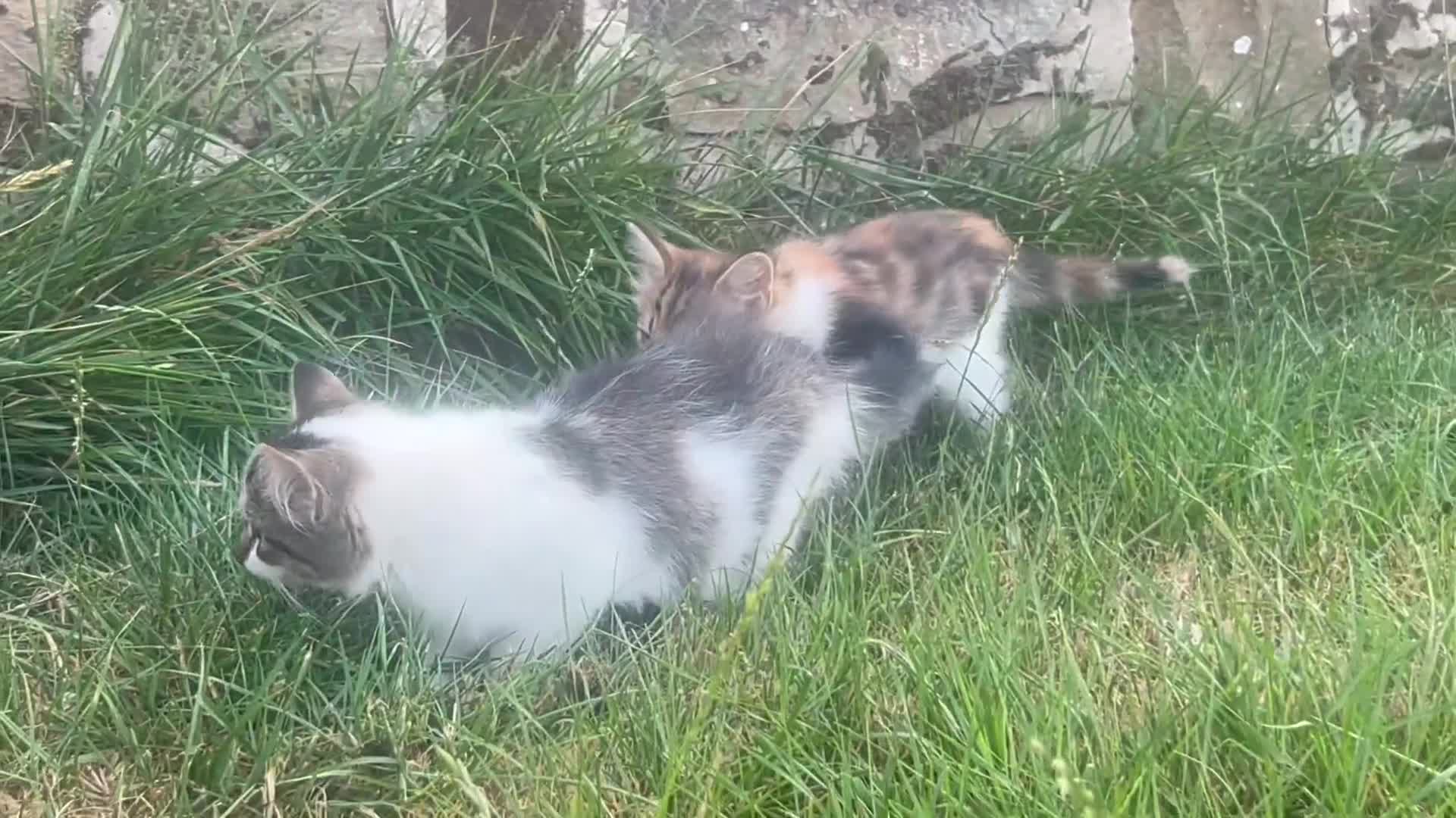 Mixed Breed cats for sale: Beautiful Long haired female kittens. - Video 1