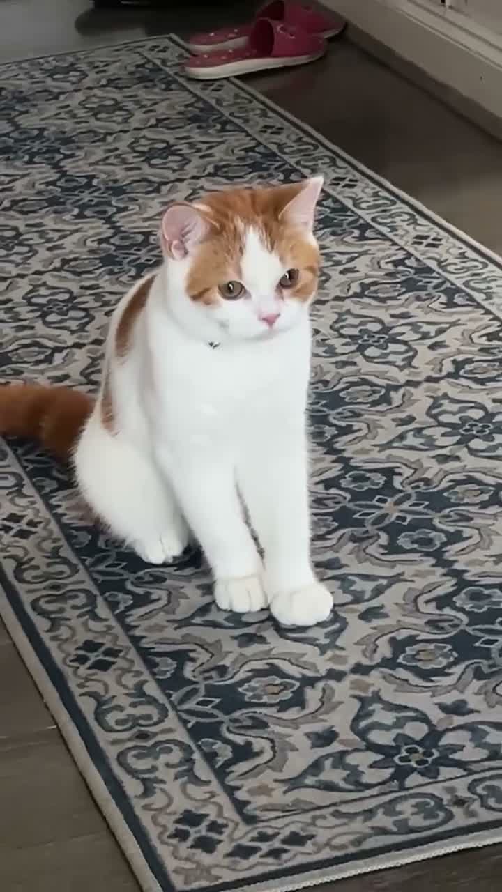 Scottish Fold cats for sale:  fluffy Scottish fold straight ears male  - Video 1