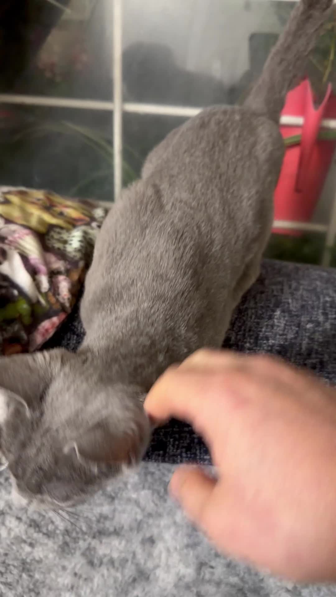 Russian Blue cats for sale: Friendliest Russian blue female, great with kids - Video 1