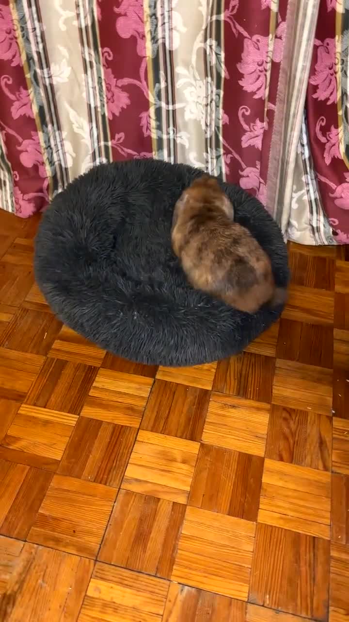 English Lop rabbits for sale: Mr Rocky  - Video 1