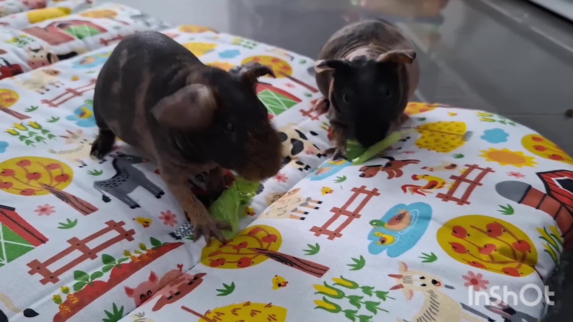 Guinea Pig rodents for sale: Purebred skinny pigs - Video 1