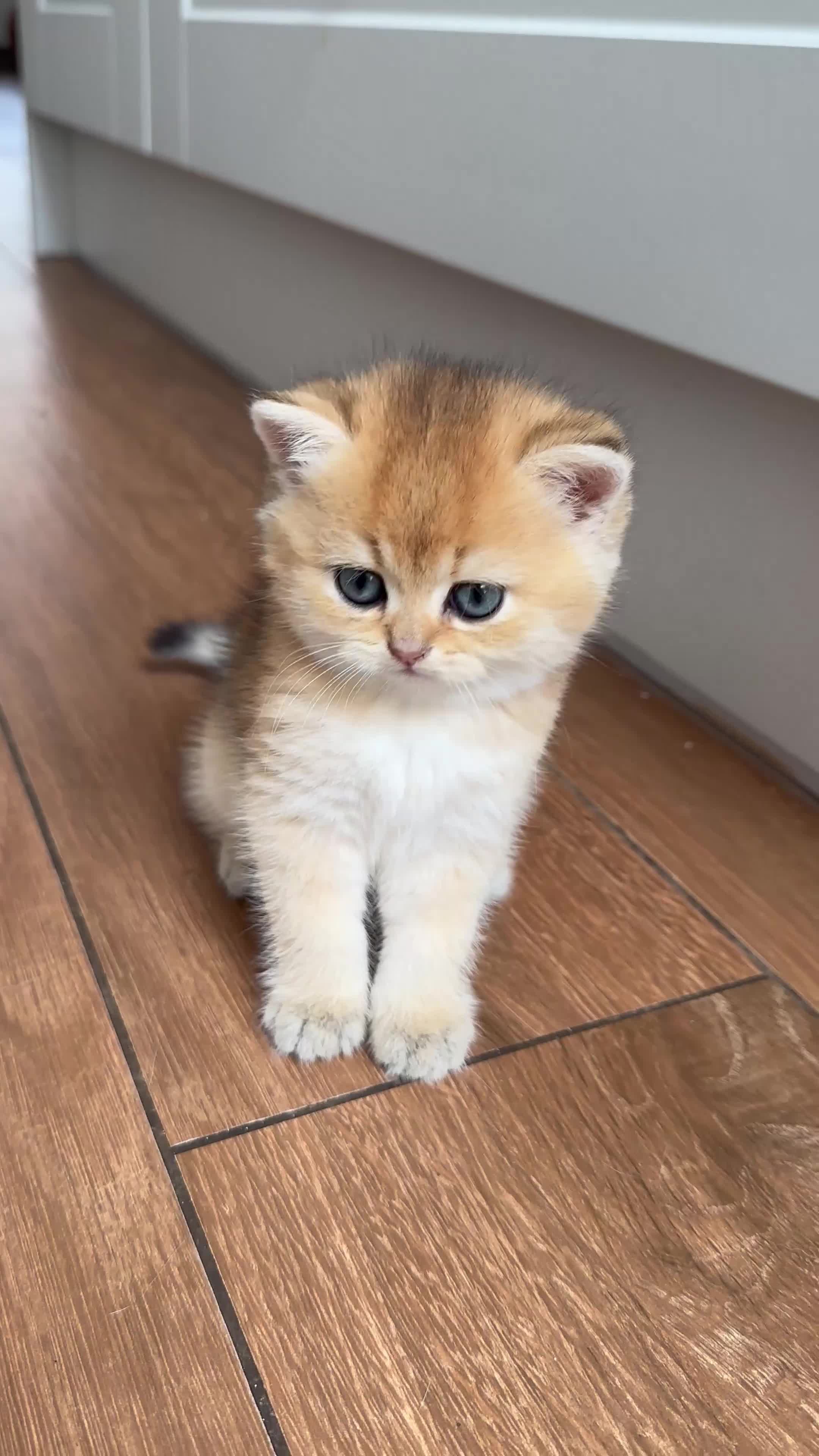 British Shorthair cats for sale: Golden British Shorthair Kittens - Video 1