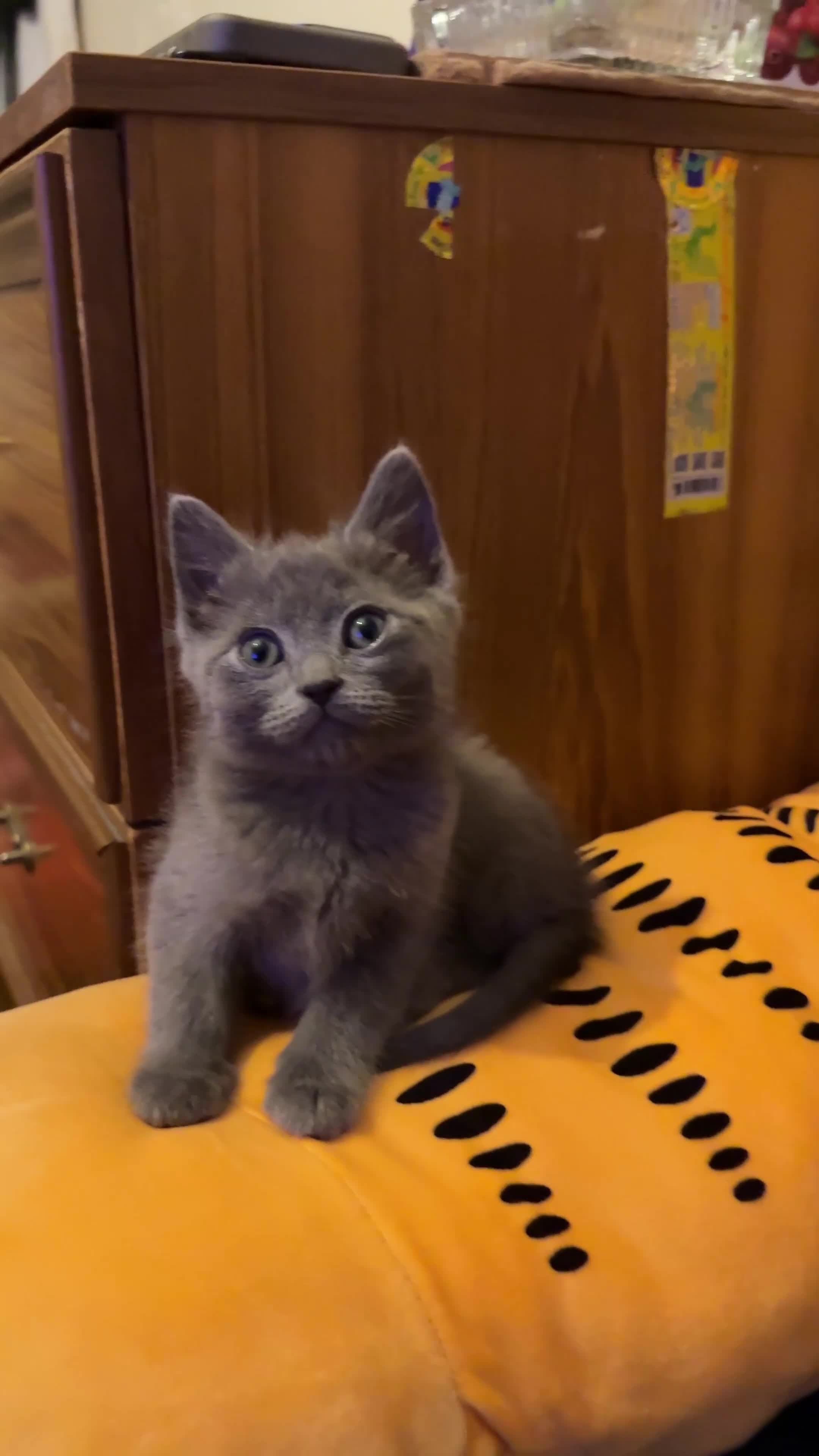 British Shorthair cats for sale: mixed british shorthairs  - Video 1