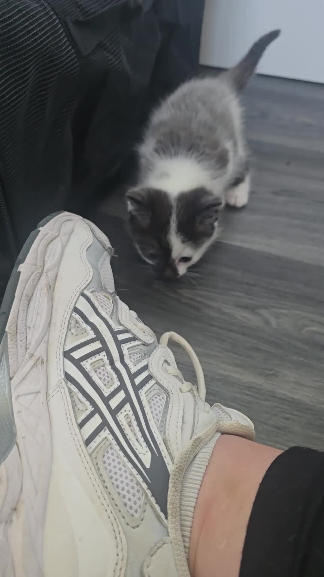Mixed Breed cats for sale: beautifull kittens - Video 1