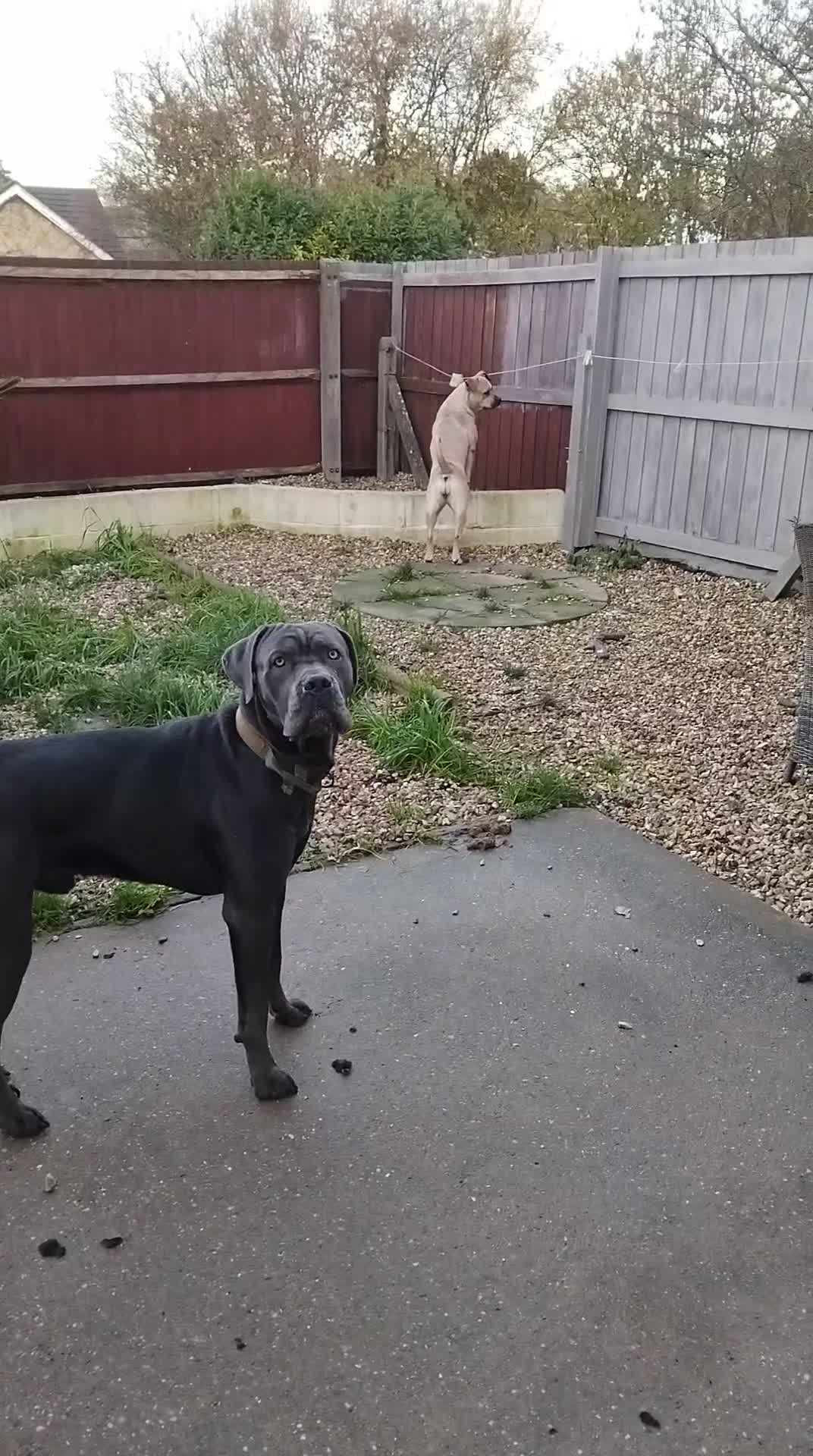 Cane Corso dogs for sale: Cane corso. - Video 1