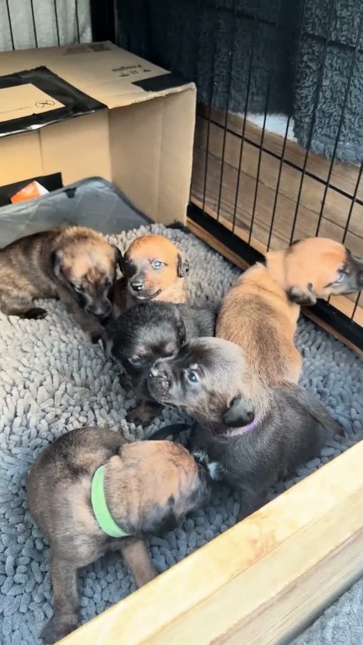 Mixed Breed dogs for sale: Patterdale X puppies - only 2 left! - Video 1
