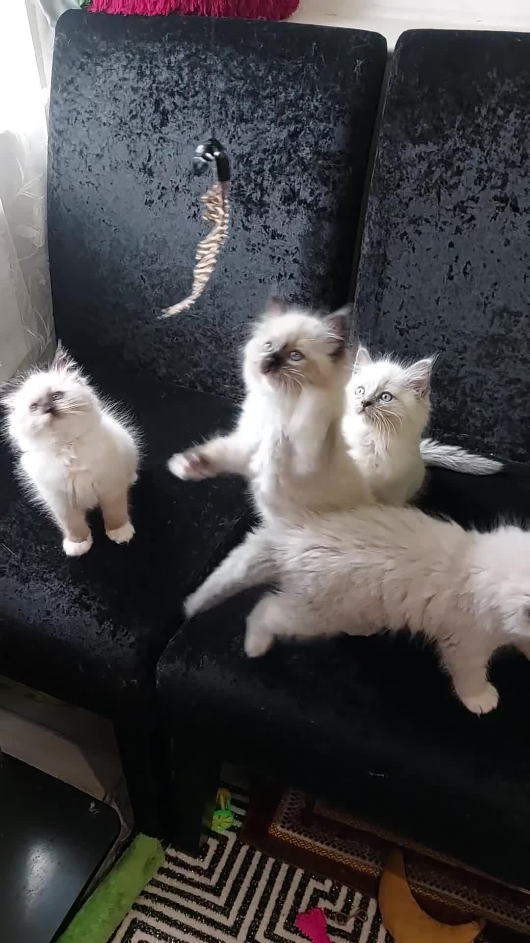 Ragdoll cats for sale: The most beautiful and adorable Ragdoll kittens  - Video 2